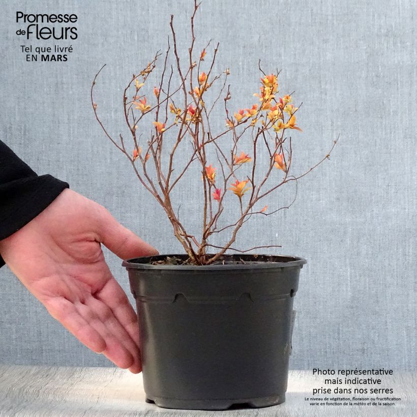 Exemplar von Sommerspiere Goldflame - Spiraea japonica Topf mit 1L/1,5L wie im Frühjahr geliefert