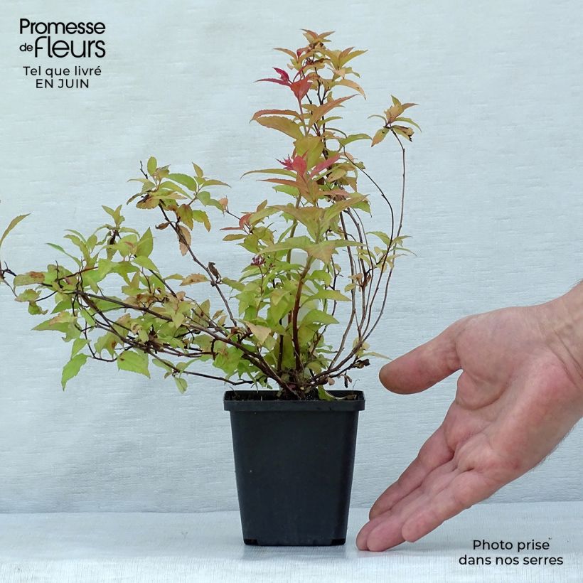 Exemplar von Sommerspiere Goldflame - Spiraea japonica Kleine Töpfe von 8/9 cm wie im Sommer geliefert