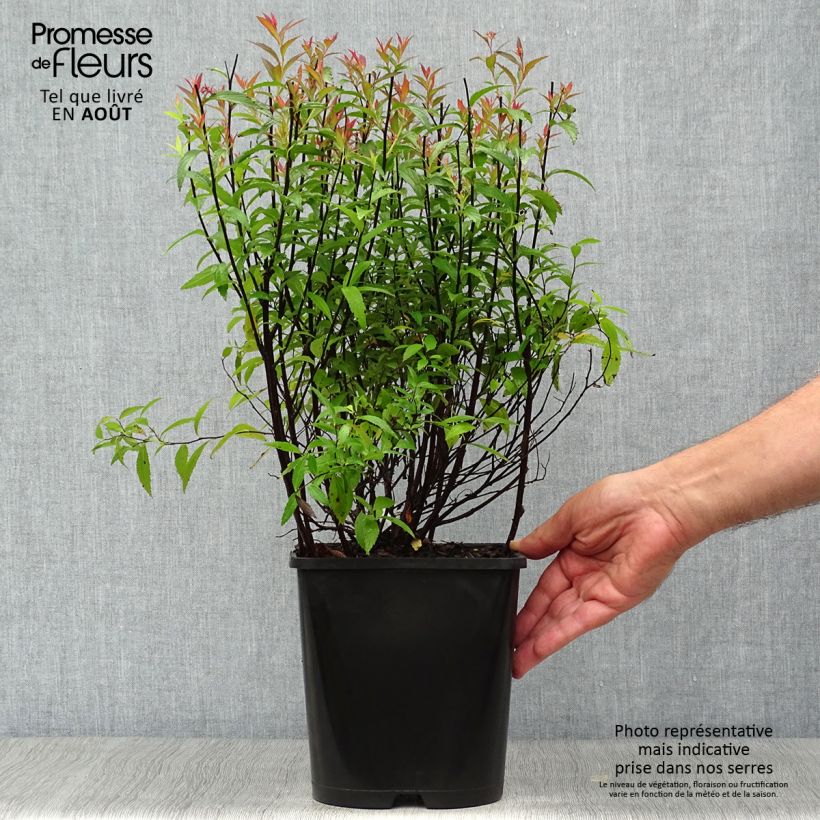 Exemplar von Rote Sommerspiere Anthony Waterer - Spiraea japonica Topf mit 4L/5L wie im Sommer geliefert