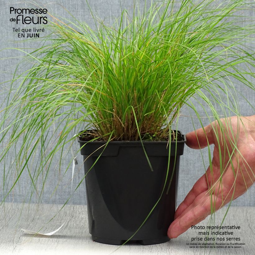 Exemplar von Sporobolus heterolepis - Tautropfengras Topf mit 2L/3L wie im Sommer geliefert