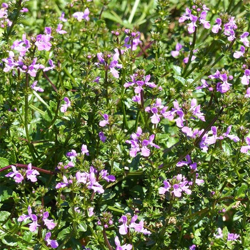 Ziest Lilac Falls - Stachys (Blüte)