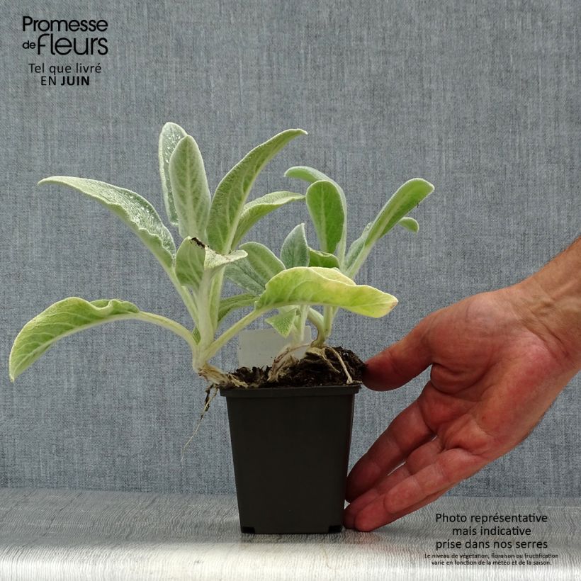Exemplar von Woll-Ziest - Stachys byzantina Kleine Töpfe von 8/9 cm wie im Sommer geliefert