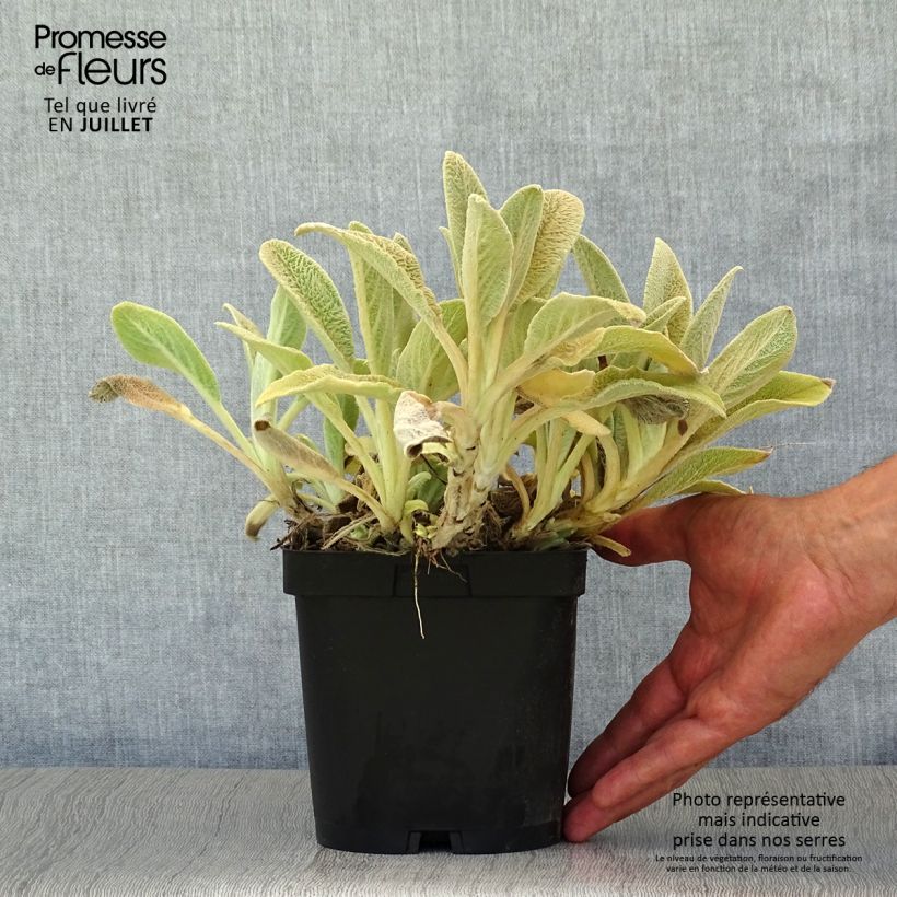 Exemplar von Woll-Ziest - Stachys byzantina Topf mit 2L/3L wie im Sommer geliefert