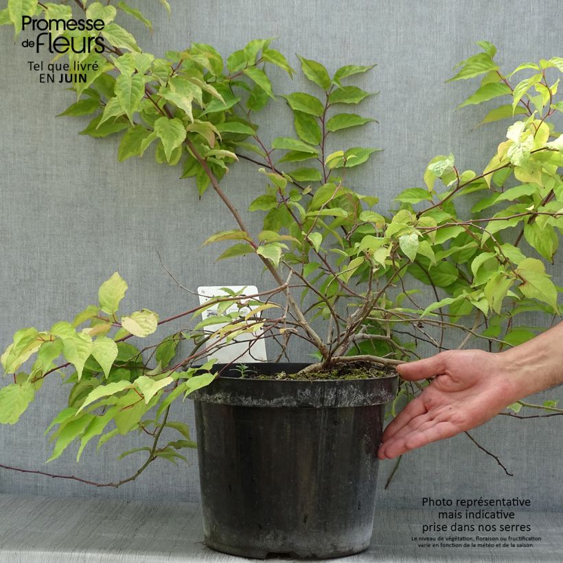 Exemplar von Stachyurus chinensis Joy Forever - Perlschweif Topf mit 7,5L/10L wie im Sommer geliefert