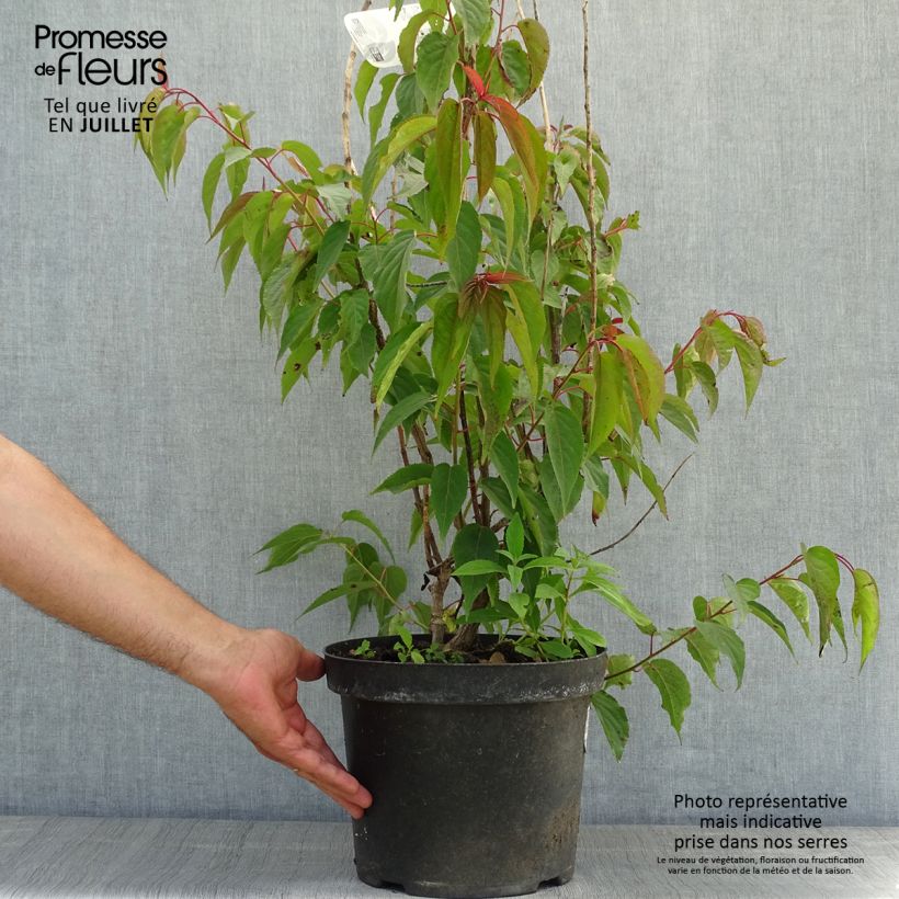 Exemplar von Stachyurus praecox - Japanischer Perlschweif Topf mit 2L/3L wie im Sommer geliefert