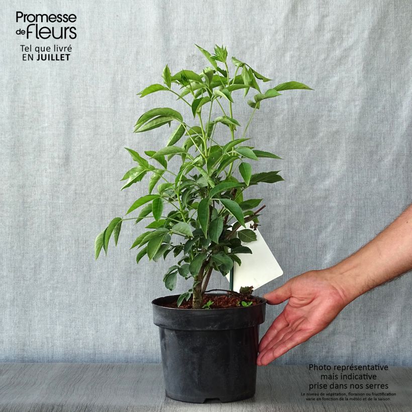 Exemplar von Staphylea colchica - Pimpernuss Topf mit 3L/4L wie im Sommer geliefert