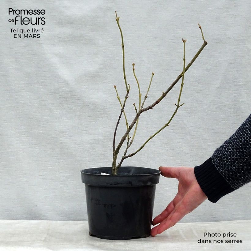 Exemplar von Pimpernuss - Staphylea pinnata Plug "Fertig-zum-Pflanzen" wie im Frühjahr geliefert