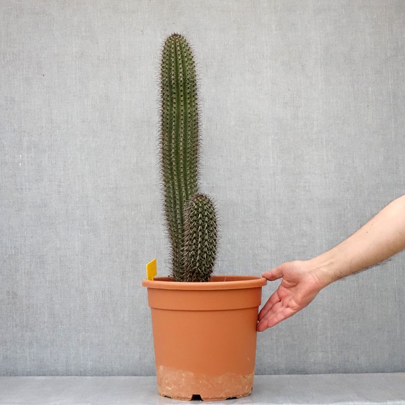 Exemplar von Stenocereus thurberi - Cactus orgue - Pot de 7,5L/10L wie im Frühjahr geliefert