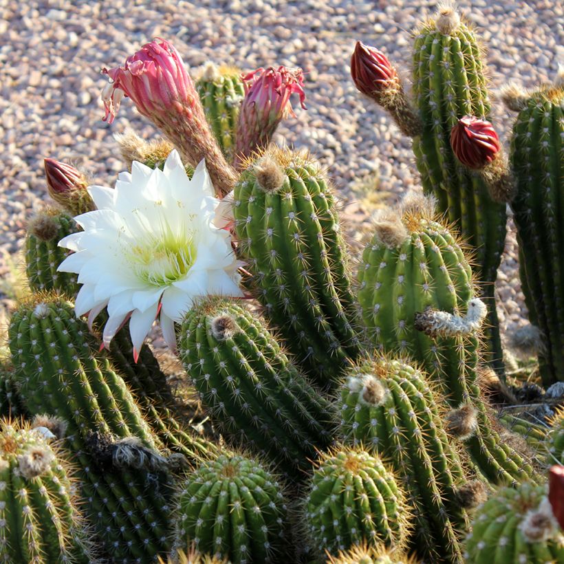 Stenocereus thurberi - Orgelpfeifenkaktus (Blüte)