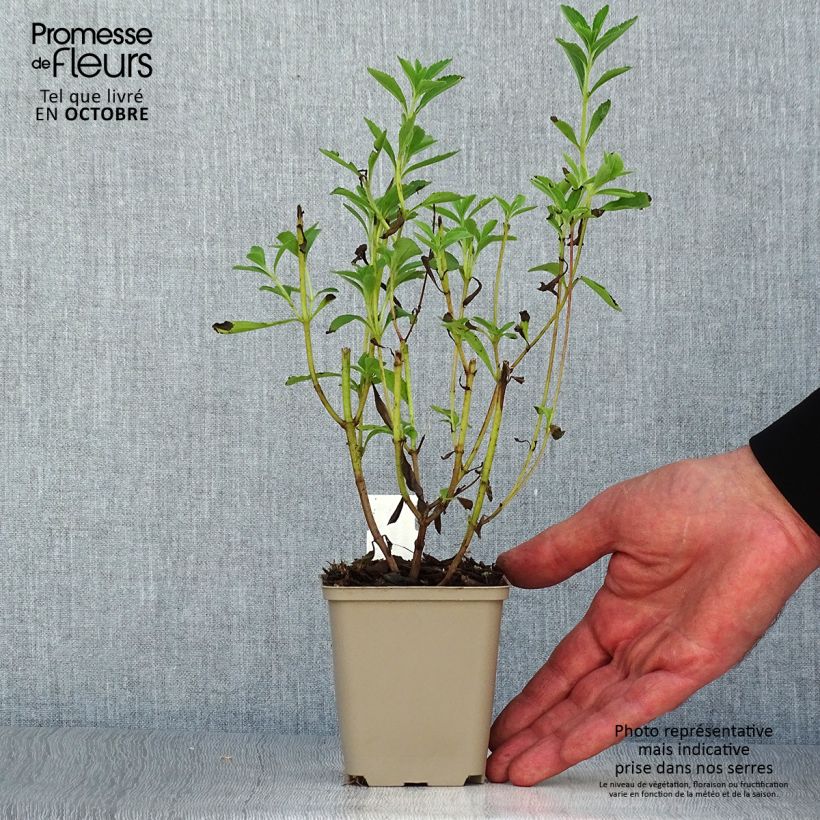 Exemplar von Süßkraut - Stevia rebaudiana Kleine Töpfe von 8/9 cm wie im Herbst geliefert