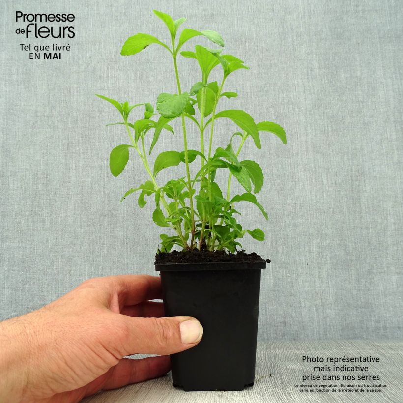 Exemplar von Süßkraut - Stevia rebaudiana Kleine Töpfe von 8/9 cm wie im Frühjahr geliefert