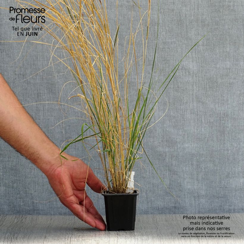 Exemplar von Stipa arundinacea - Federgras Kleine Töpfe von 8/9 cm wie im Sommer geliefert