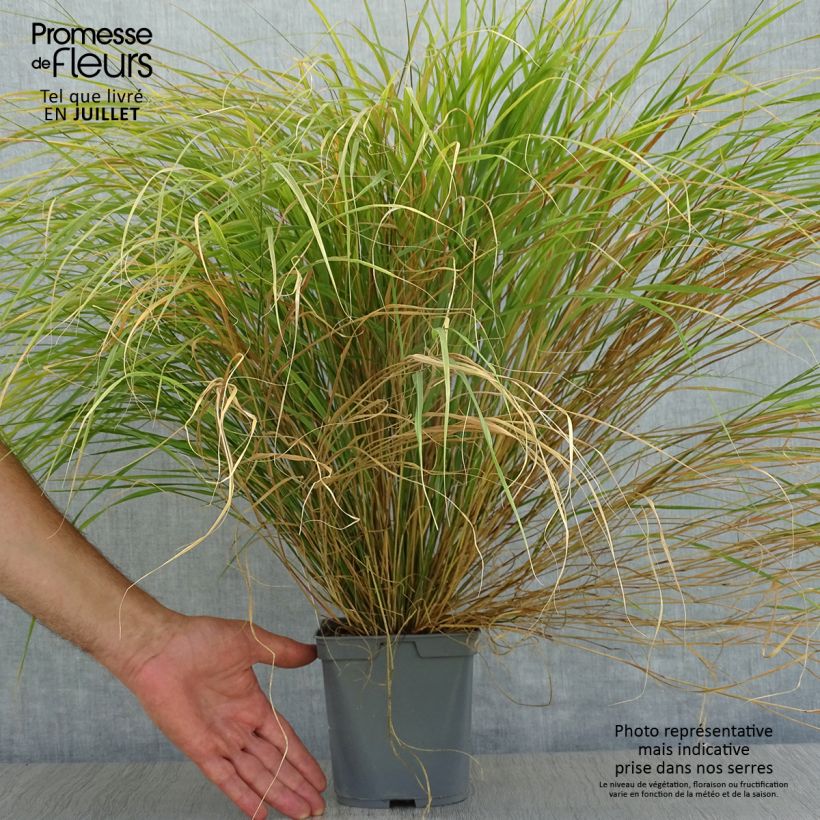 Exemplar von Stipa arundinacea - Federgras Topf mit 2L/3L wie im Sommer geliefert