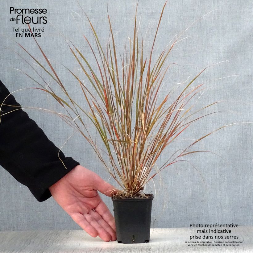 Exemplar von Stipa arundinacea Sirocco - Federgras Kleine Töpfe von 8/9 cm wie im Frühjahr geliefert