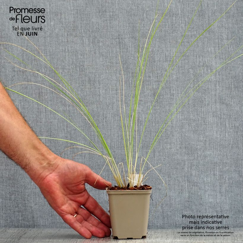 Exemplar von Stipa barbata - Federgras Kleine Töpfe von 7/8 cm wie im Sommer geliefert