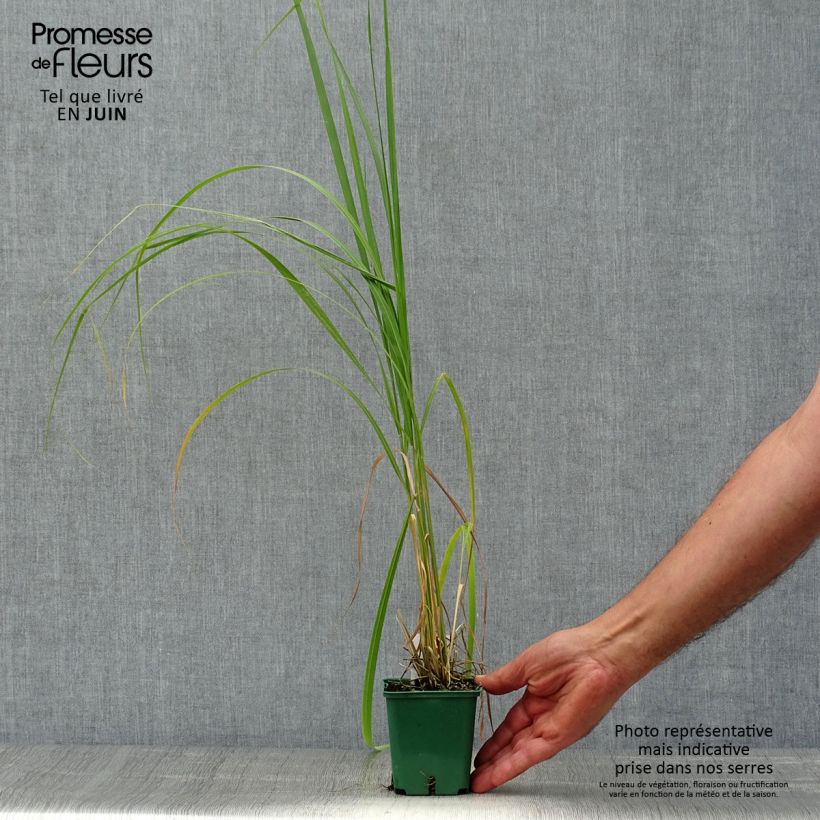 Exemplar von Stipa calamagrostis - Federgras Kleine Töpfe von 8/9 cm wie im Sommer geliefert