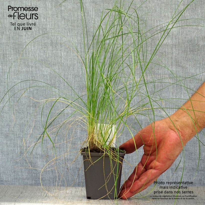 Exemplar von Stipa capillata - Federgras Kleine Töpfe von 8/9 cm wie im Sommer geliefert