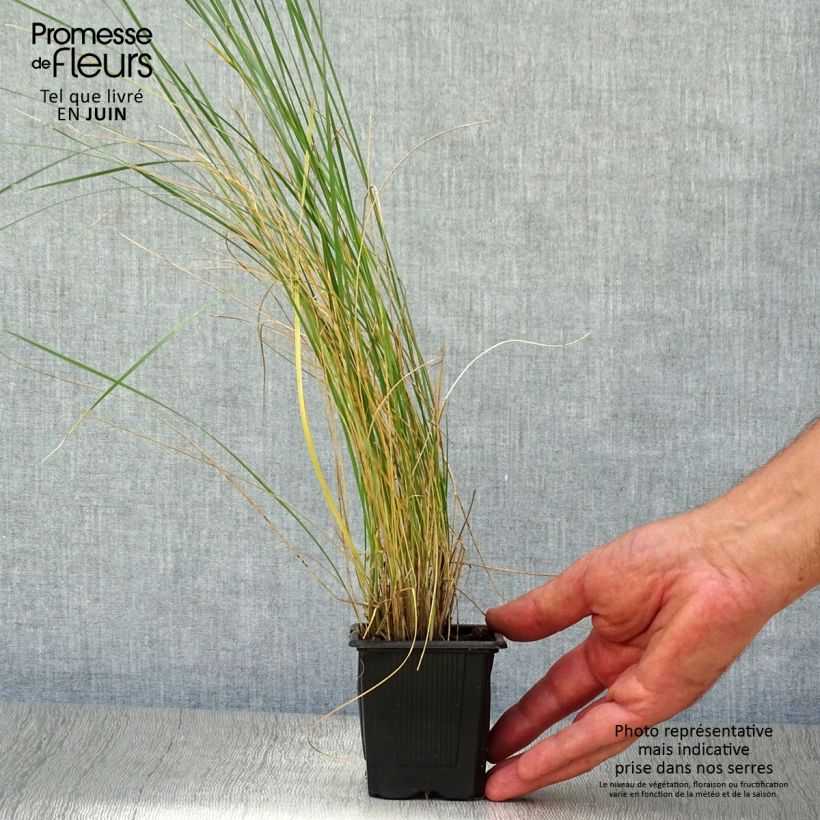 Exemplar von Stipa gigantea - Riesen Federgras Kleine Töpfe von 8/9 cm wie im Sommer geliefert