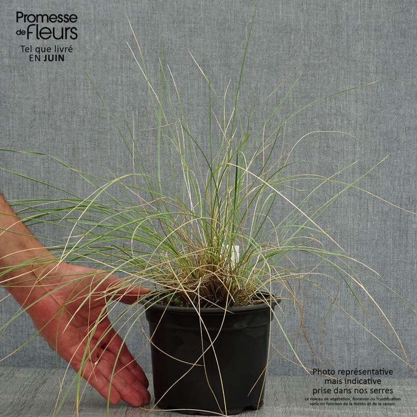 Exemplar von Stipa gigantea - Riesen Federgras Topf mit 2L/3L wie im Sommer geliefert
