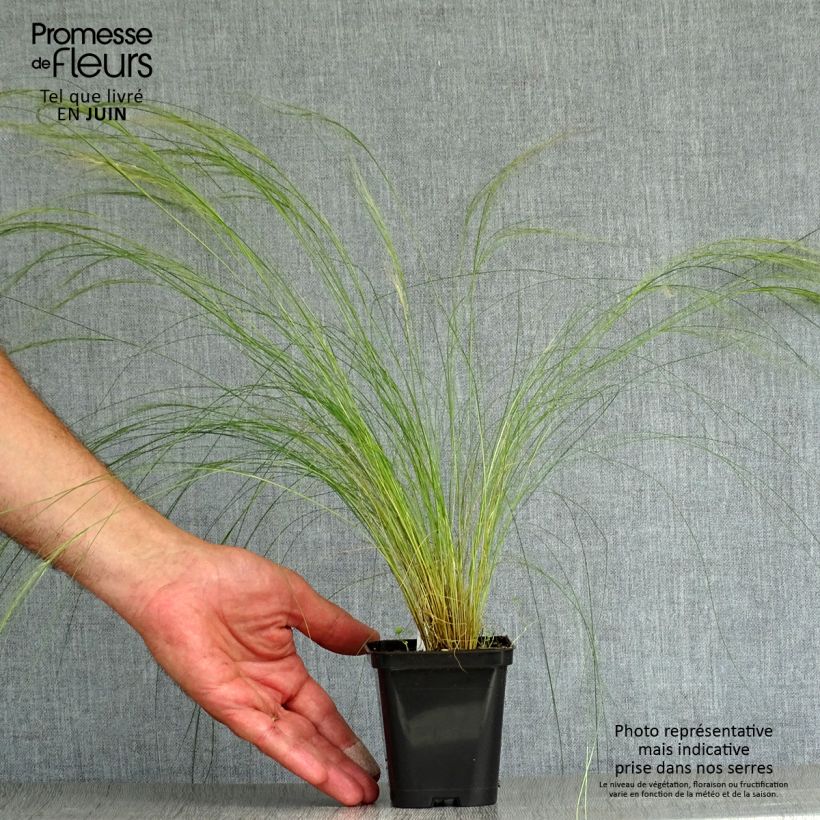 Exemplar von Stipa pennata - Federgras Kleine Töpfe von 8/9 cm wie im Sommer geliefert