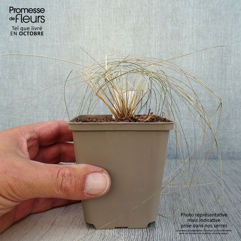 Exemplar von Stipa pulcherrima - Federgras Kleine Töpfe von 8/9 cm wie im Herbst geliefert