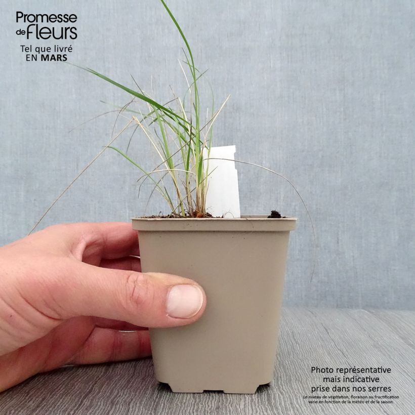 Exemplar von Stipa pulcherrima - Federgras Kleine Töpfe von 8/9 cm wie im Frühjahr geliefert