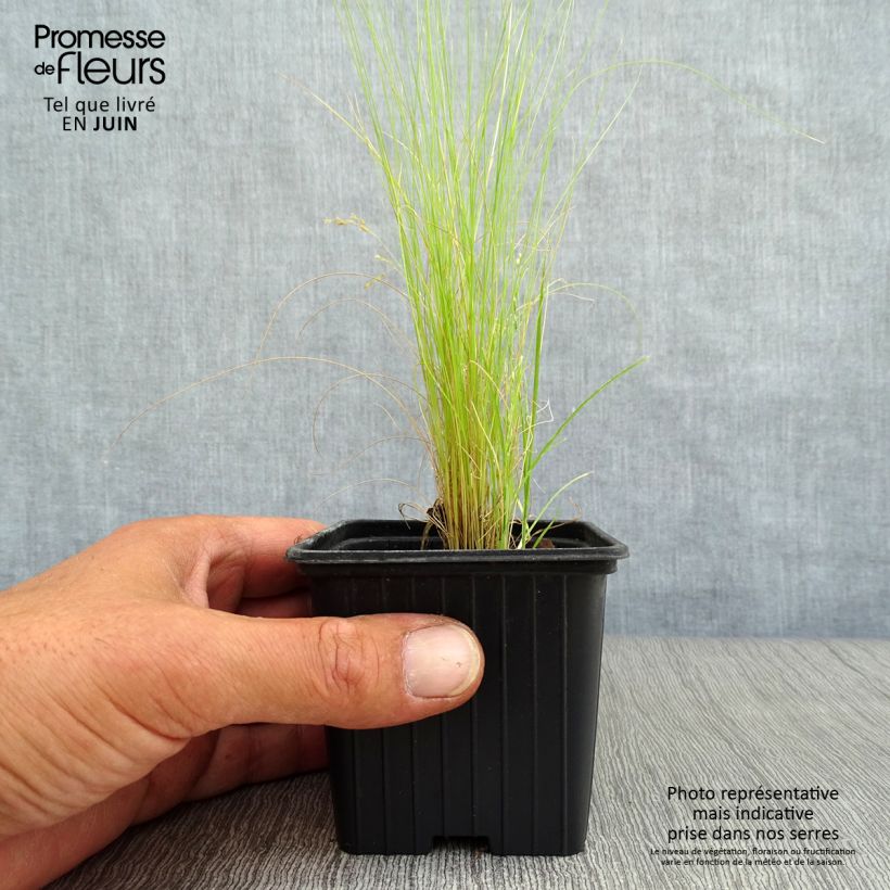 Exemplar von Stipa tenuifolia - Dünnblättriges Federgras Kleine Töpfe von 7/8 cm wie im Sommer geliefert