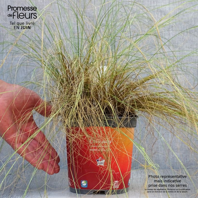 Exemplar von Stipa tenuifolia - Dünnblättriges Federgras Topf mit 2L/3L wie im Sommer geliefert