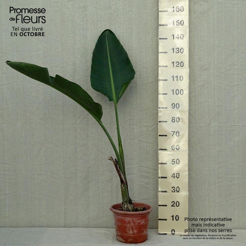 Exemplar von Strelitzia augusta Topf mit 6L/7L wie im Herbst geliefert