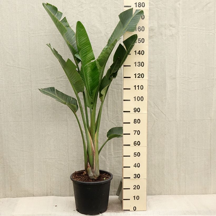 Exemplar von Strelitzia augusta (alba) - Oiseau de Paradis blanc en pot  wie im Frühjahr geliefert