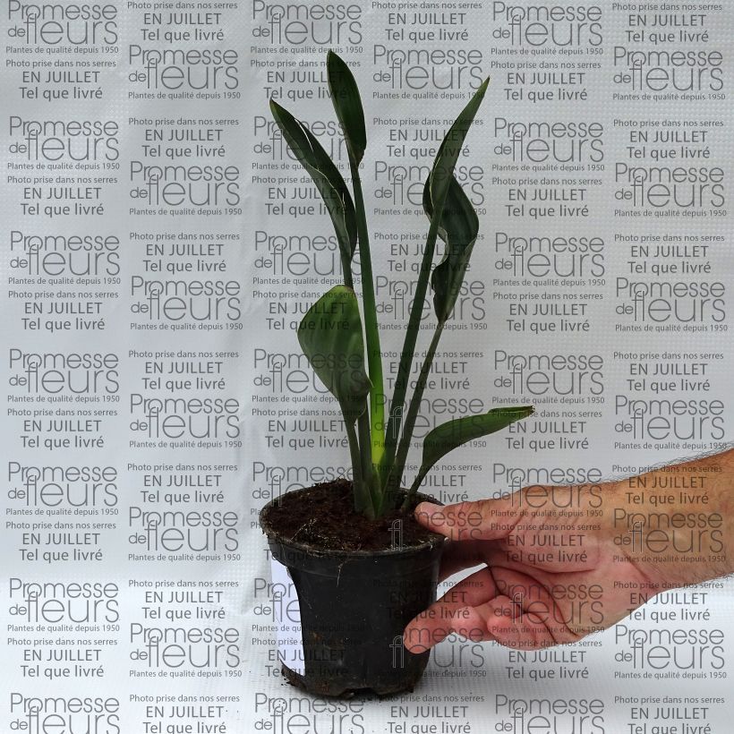 Exemplar von Strelitzia juncea Topf 12 cm / 13 cm wie im Sommer geliefert