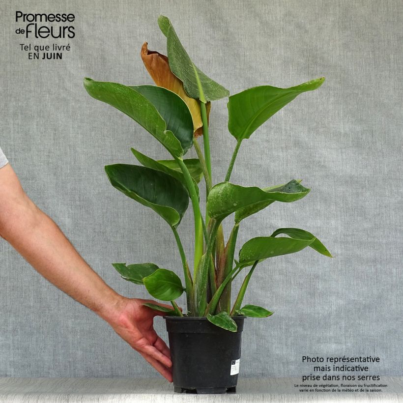 Exemplar von Strelitzia nicolai Topf mit 2L/3L wie im Sommer geliefert
