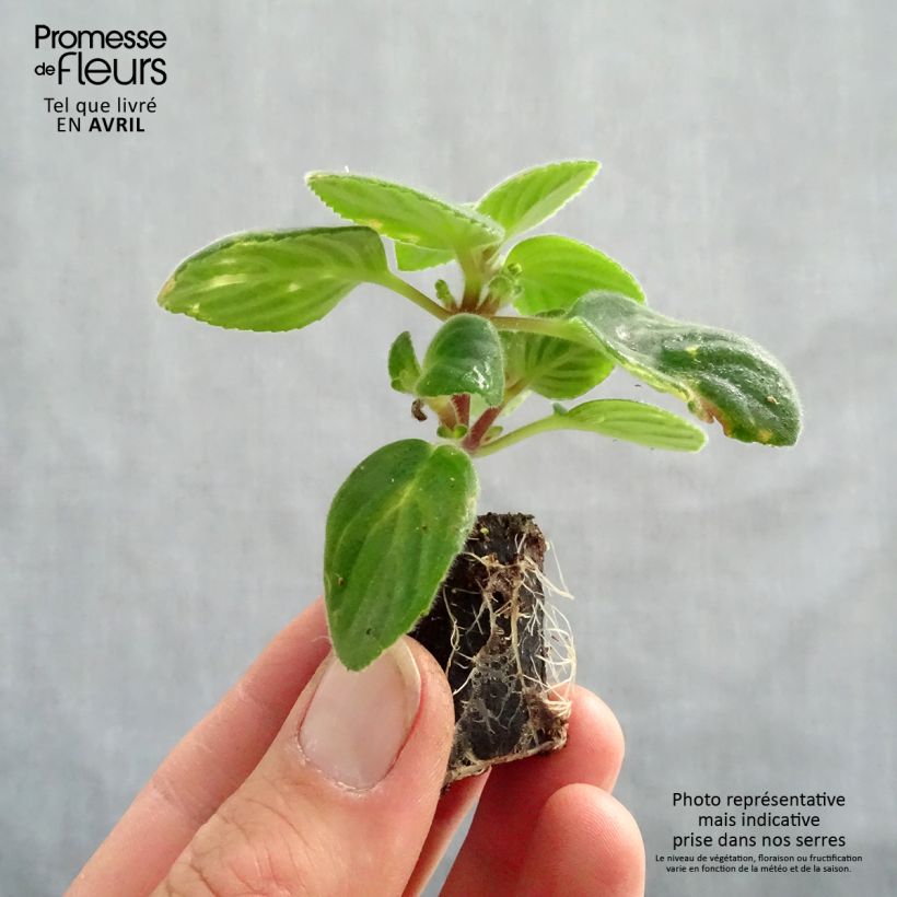 Exemplar von Streptocarpus saxorum Purple - Drehfrucht Mini-Plug Ø 3/4 cm wie im Frühjahr geliefert