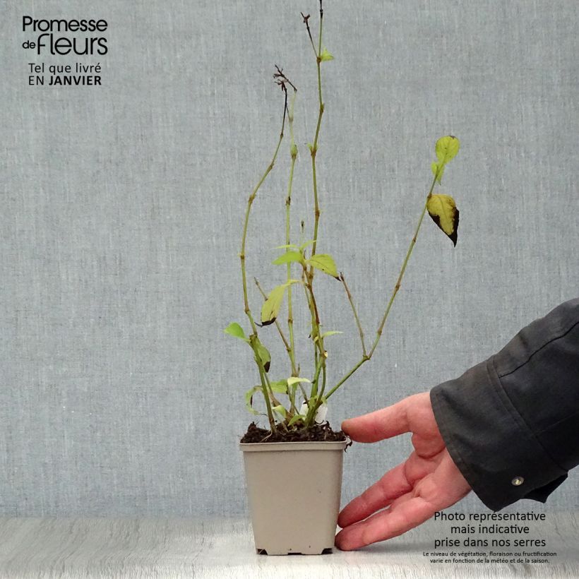 Exemplar von Strobilanthes penstemonoides - Zapfenblume Kleine Töpfe von 8/9 cm wie im Winter geliefert