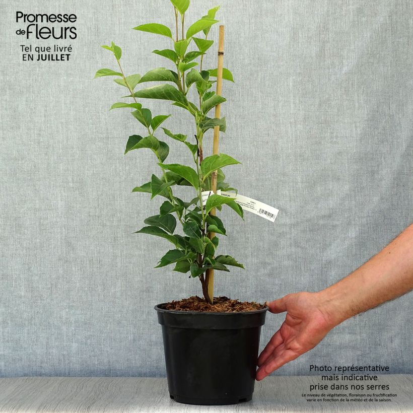 Exemplar von Japanische Storaxbaum June snow - Styrax japonica Topf mit 4L/5L wie im Sommer geliefert