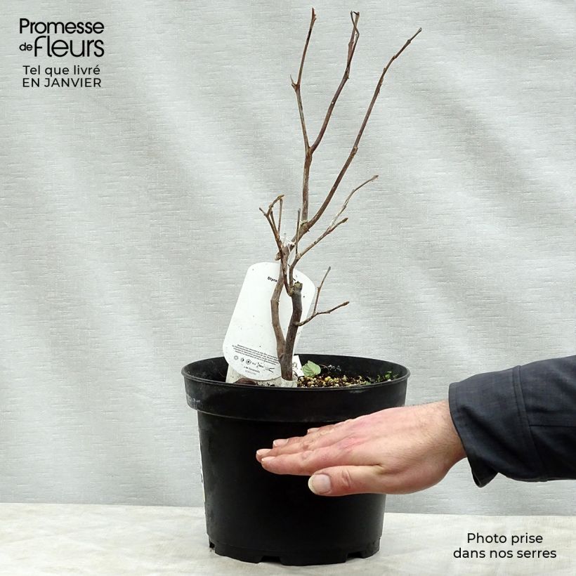 Exemplar von Rundblättriger Storaxbaum - Styrax obassia Topf mit 2L/3L wie im Winter geliefert