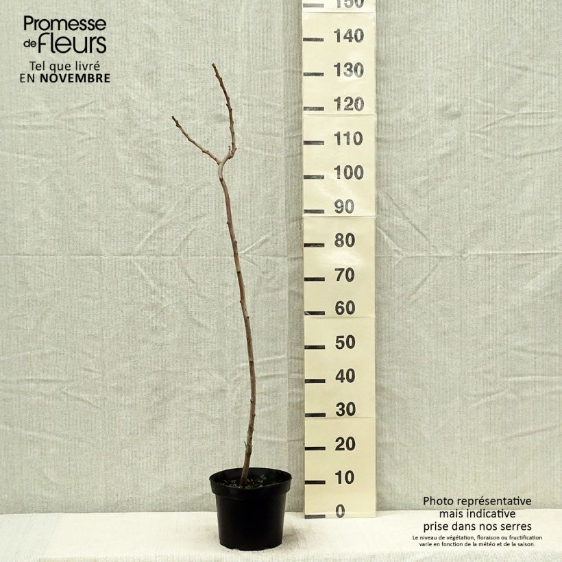 Exemplar von Rhus typhina - Essigbaum Topf mit 4L/5L wie im Herbst geliefert