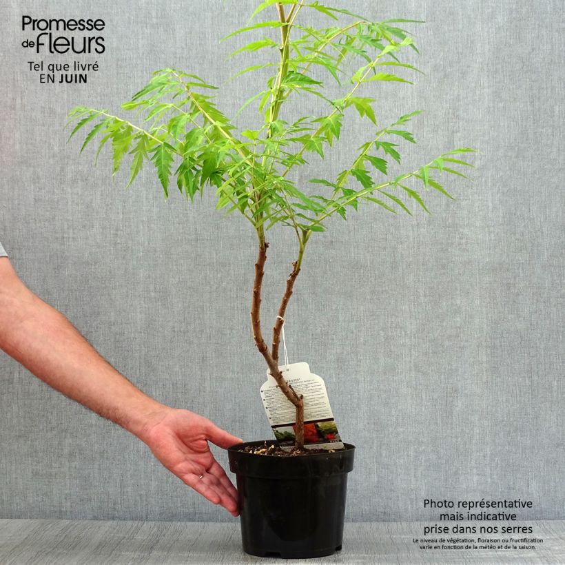 Exemplar von Rhus typhina Tiger Eyes - Essigbaum Topf mit 3L/4L wie im Sommer geliefert