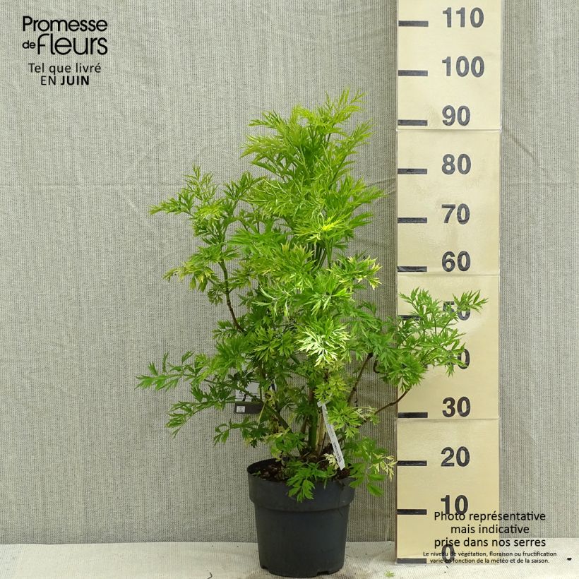 Exemplar von Trauben-Holunder Golden Lace - Sambucus racemosa Topf mit 6L/7L wie im Frühjahr geliefert