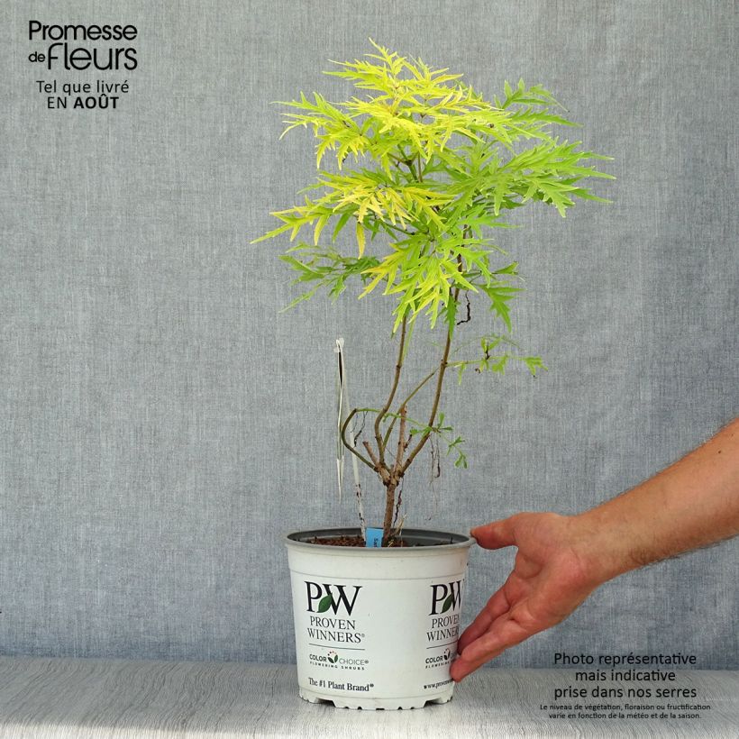 Exemplar von Trauben-Holunder Lemony Lace - Sambucus racemosa Topf mit 2L/3L wie im Sommer geliefert