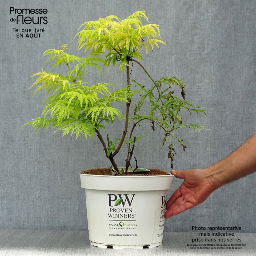 Exemplar von Trauben-Holunder Lemony Lace - Sambucus racemosa Topf mit 7,5L/10L wie im Sommer geliefert