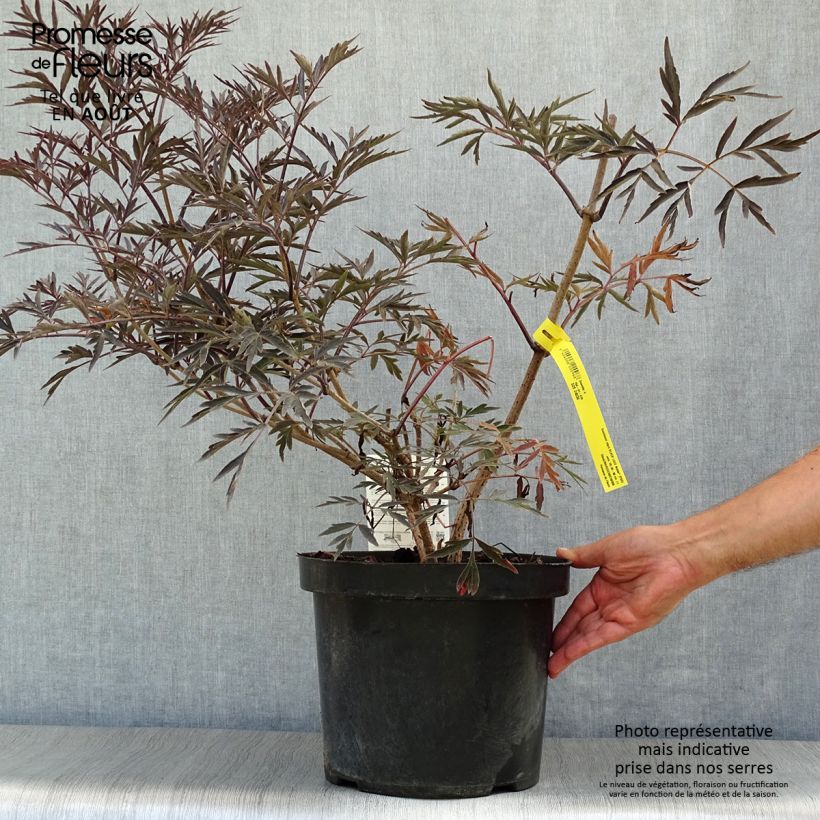 Exemplar von Schwarzer Holunder Black Lace - Sambucus nigra Topf mit 6L/7L wie im Sommer geliefert