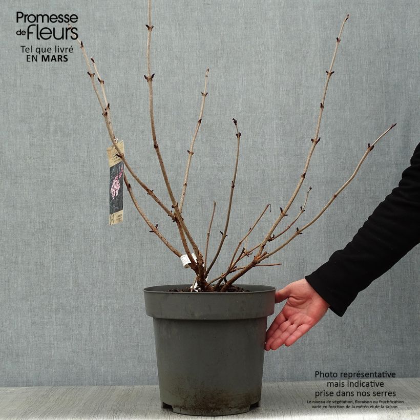 Exemplar von Schwarzer Holunder Black Lace - Sambucus nigra Topf mit 12L/15L wie im Winter geliefert