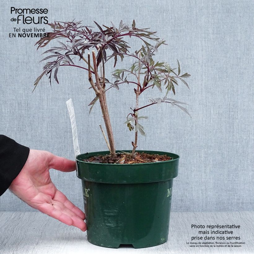 Exemplar von Schwarzer Holunder Black Lace - Sambucus nigra Topf mit 2L/3L wie im Herbst geliefert