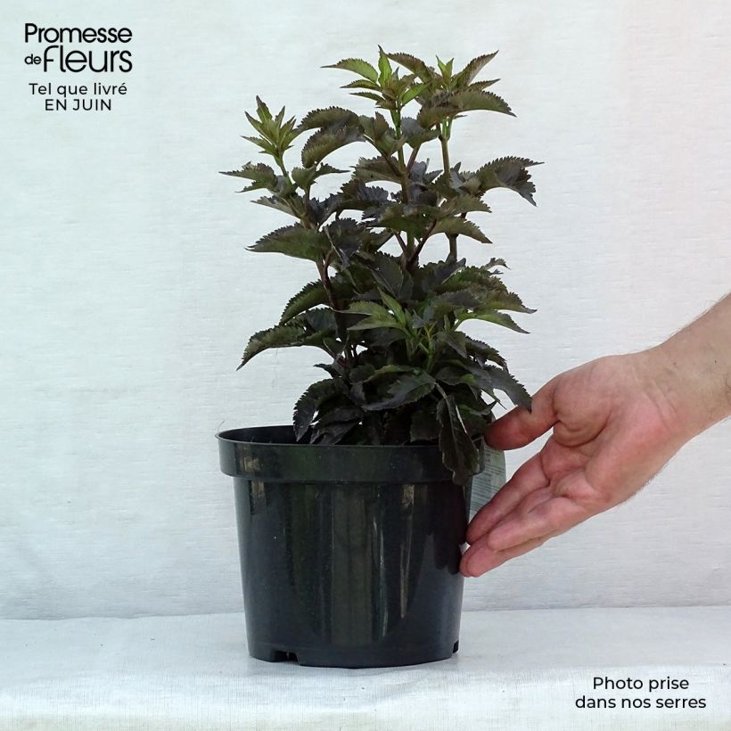 Exemplar von Schwarzer Holunder Black Tower - Sambucus nigra Topf mit 3L/4L wie im Sommer geliefert