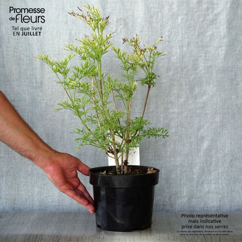 Exemplar von Schwarzer Holunder Golden Tower - Sambucus nigra Topf mit 3L/4L wie im Sommer geliefert