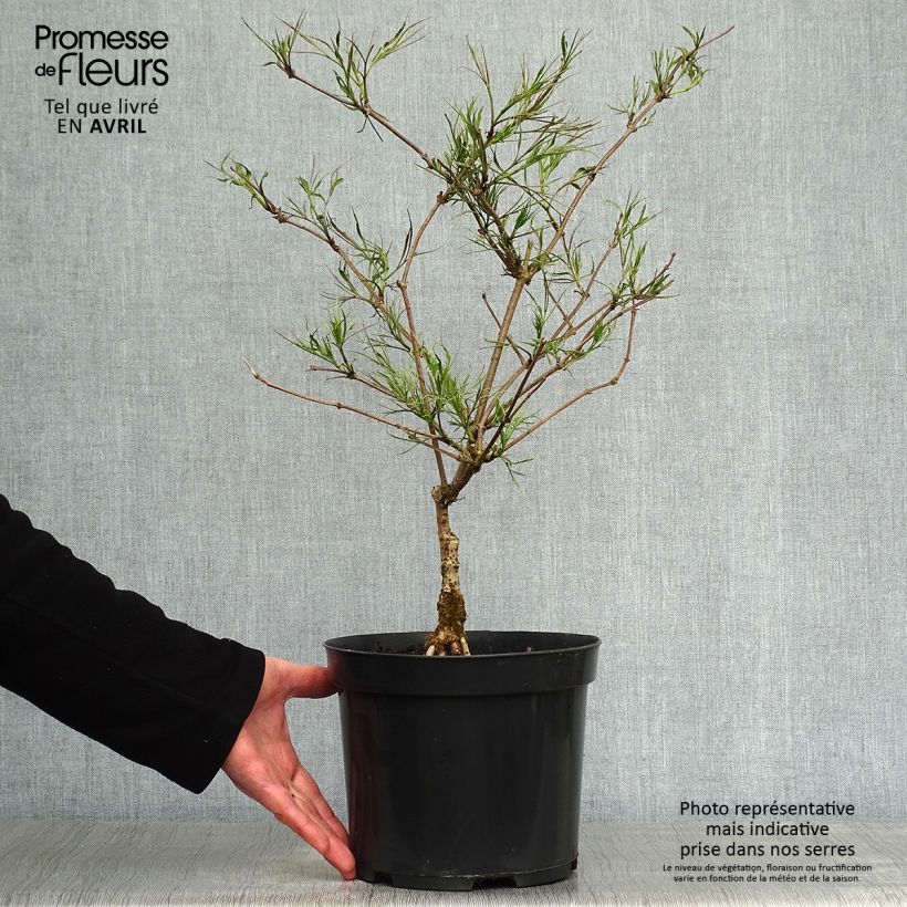 Exemplar von Schwarzer Holunder Linearis - Sambucus nigra Topf mit 3L/4L wie im Frühjahr geliefert