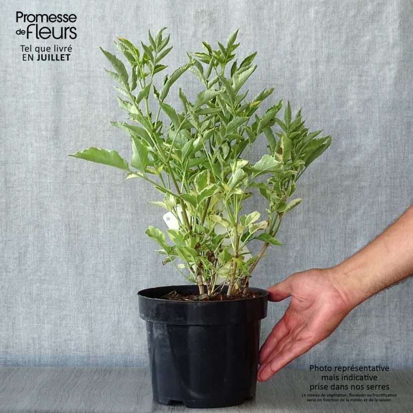 Exemplar von Schwarzer Holunder Madonna - Sambucus nigra Topf mit 3L/4L wie im Sommer geliefert