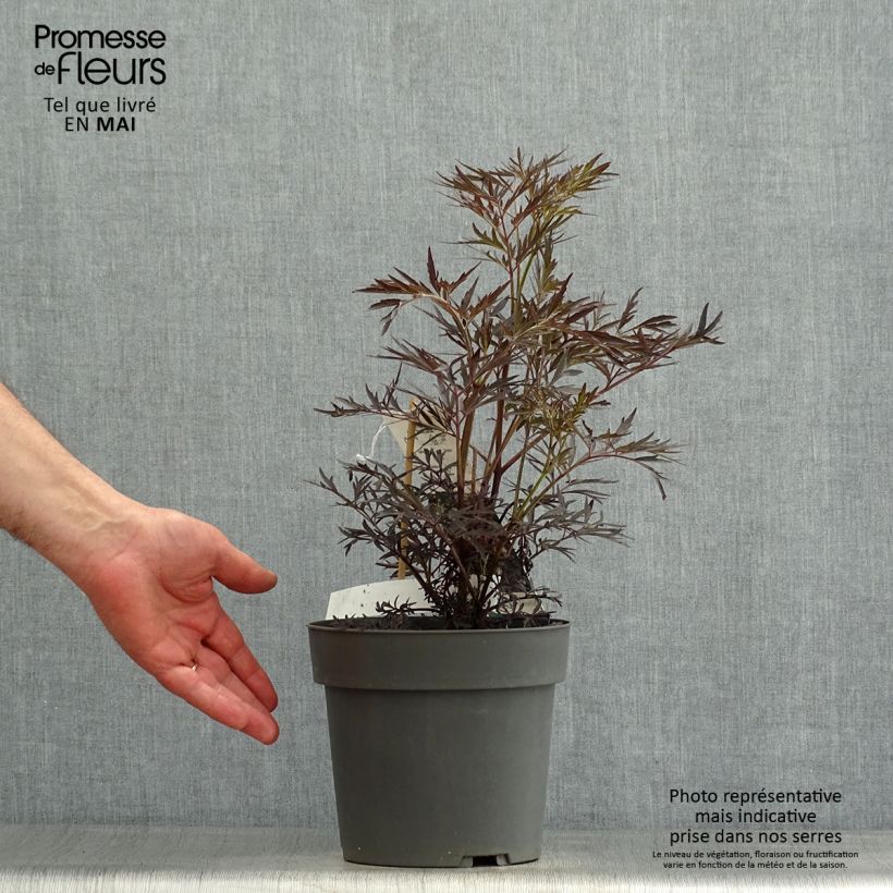 Exemplar von Schwarzer Holunder Straight Laced - Sambucus nigra Topf mit 3L/4L wie im Frühjahr geliefert