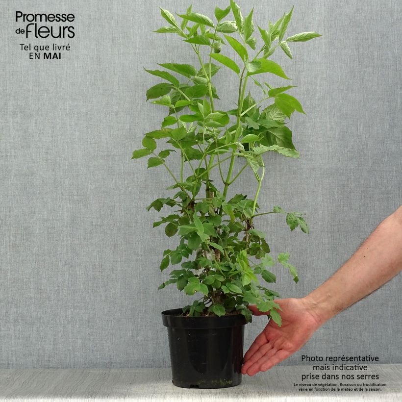 Exemplar von Schwarzer Holunder - Sambucus nigra Topf mit 2L/3L wie im Frühjahr geliefert